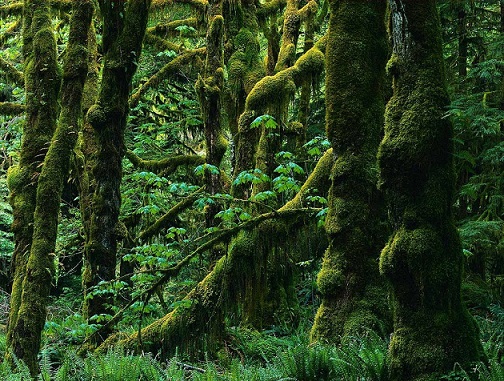 جنگل های هیرکانی ثبت جهانی می شود