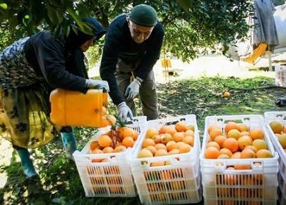 هفت بسته حمایتی دولت برای باغداران مازندران