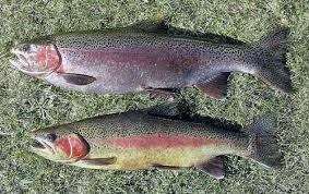 ارتقا کیفیت ماهی قزل آلای رنگین کمان