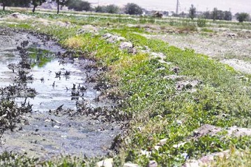 آبیاری محصولات کشاورزی با فاضلاب در حاشیه تهران و 3 استان دیگر