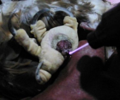 محققان ایرانی موفق به درمان زخم پای دیابتی در فاز حیوانی شدند