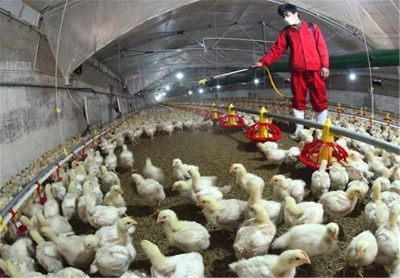 خسارت ۵۰ درصدی آنفلوآنزای فوق حاد پرندگان به مرغداران