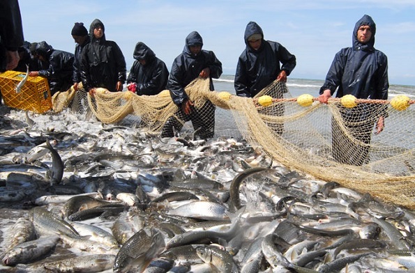 افزایش بی سابقه صید ماهی سفید در شمال کشور
