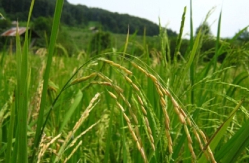 لزوم افزایش 25 درصدی تولید برنج در منطقه تا سال 2035