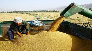 خرید گندم کشاورزان به ۶. ۸ میلیون تن رسید