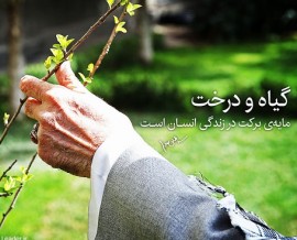 گیاه و درخت،مایهی برکت در زندگی انسان است