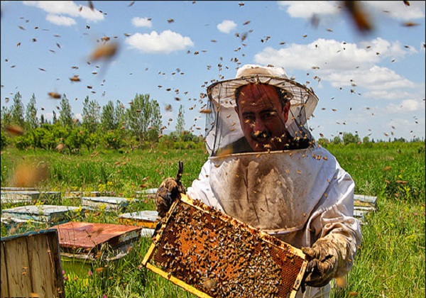 ایران جزء ۵ کشور برتر جهان در تولید عسل