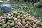 ایران سومین تولیدکننده گردو در جهان