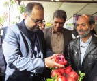 ایران جایگاه نخست تولید انار در دنیا را به خود اختصاص داد