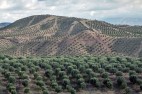بازدید وزیر جهاد کشاورزی از طرح توسعه باغات زیتون شهرستان طارم