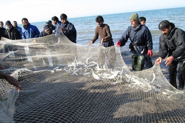 صید بیش از هزار و 200 تن ماهی استخوانی در ساری و میاندرود