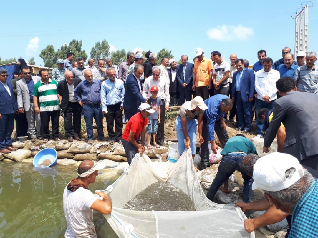تکثیرطبیعی 35 درصدی بچه ماهی سفید مازندران درمنطقه صیادی ساری