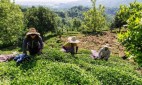 افزایش ۱۵ درصدی تولید برگ سبز چای با احیا و بهزراعی باغات