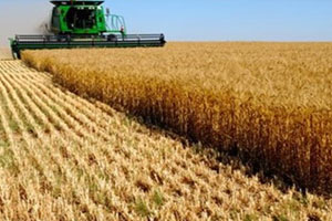 خوزستان رتبه نخست تولید گندم کشور