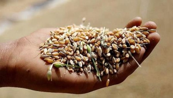 تاخیر در پرداخت مطالبات کشاورزان گندم کار پذیرفتنی نیست