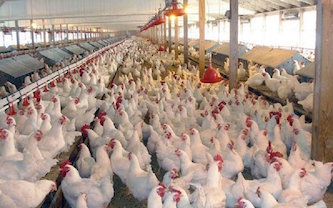 تشکیل کارگروه ملی با هدف تثبیت قیمت مرغ در نقطه تعادل