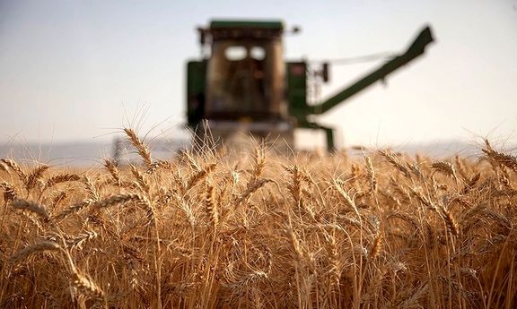 خرید 6 میلیون و 300 هزار تن گندم در کشور
