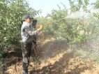 ۸۰ میلیون دلار ارز نیمایی به واردکنندگان آفتکش پرداخت شد