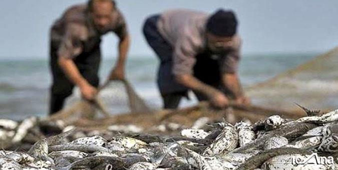 قتل عام آبزیان دریای خزر با شیرابه