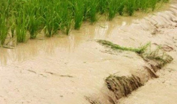 جبران خسارت کشاورزان در مناطق سیل‌زده