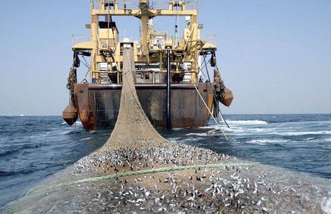 مجلس اجازه راه‌اندازی مجدد صید ترال صنعتی را نمی‌دهد