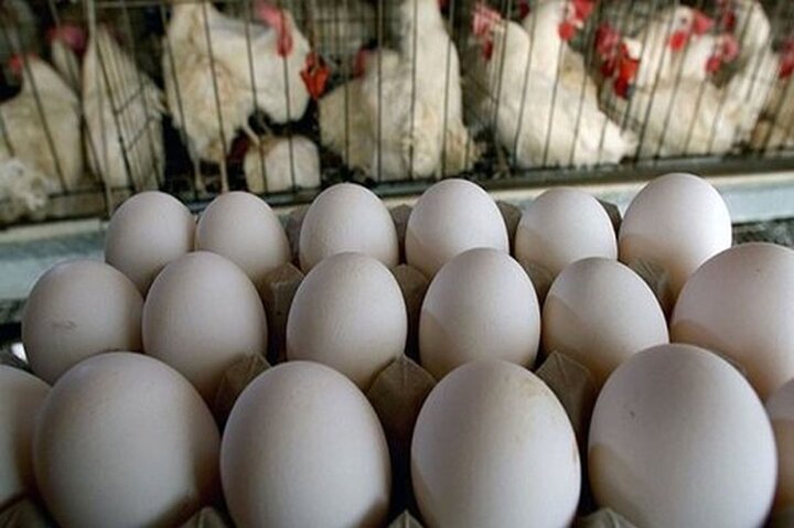 صدور دستور قضایی در حمایت از تولید در یکی از بزرگترین تولیدکنندگان تخم مرغ کشو