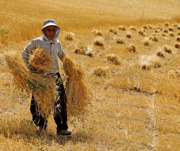 پرداخت مطالبات گندمکاران از نیمه خردادماه