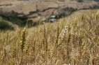 خرید تضمینی بیش از یک میلیون تن گندم تا ۱۸ اردیبهشتماه