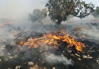 آتشسوزیدر جنگل ابر/ اعزام نیروهای ارتش، سپاه و آتشنشانان ۳ شهر همجوار