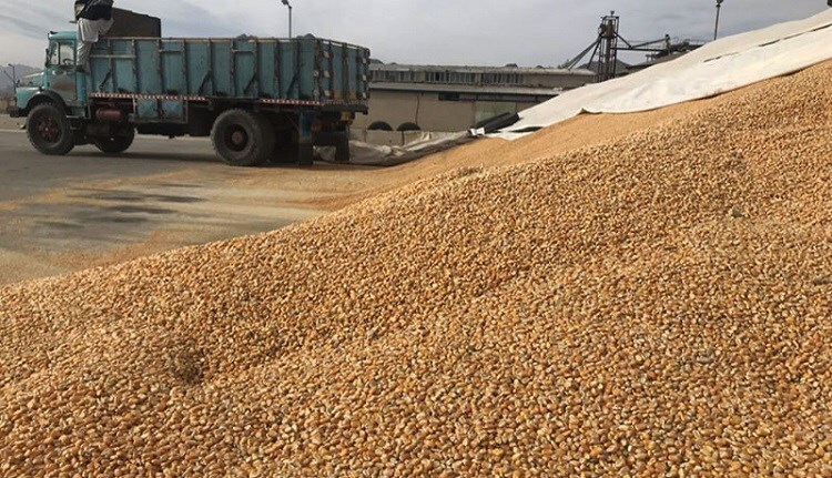 رئیس سازمان دامپزشکی: با گشایش‌های ارزی، روند تامین نهاده‌های دامی رو به بهبود است